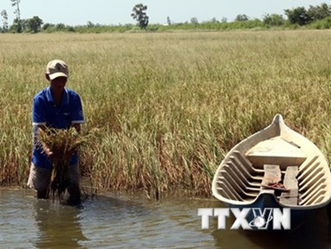 Mekong reels from drought, saltwater - 1