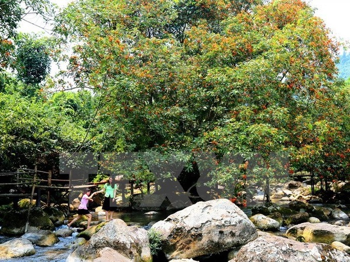 48 rare animals released into Phong Nha – Ke Bang National Park - 1