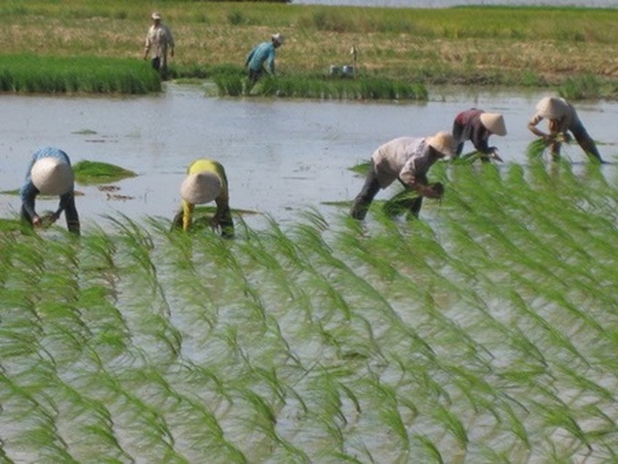 El Nino leads to global rice shortfall - 1 El Nino leads to global rice shortfall - 1