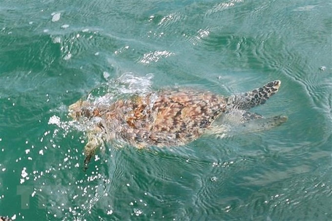 Endangered hawksbill turtle released to the ocean - 1