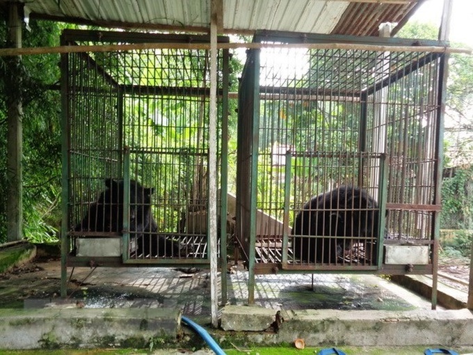 2 more bears sent to rescue centre - 1