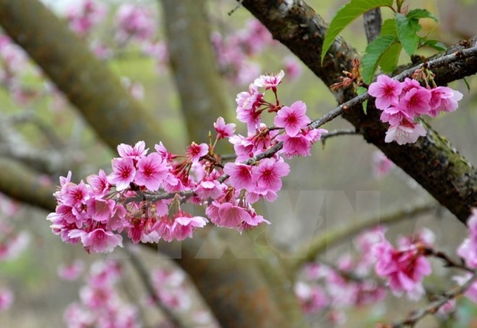 Ha Long cherry blossom festival 2016 to bloom - 1