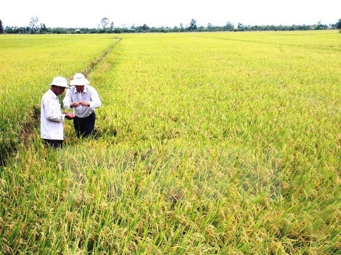 Vietnam’s agricultural achievements are significant: FAO representative - 1