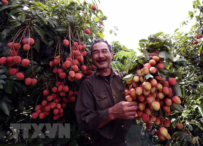 Hai Duong to host litchi festival this weekend - 1