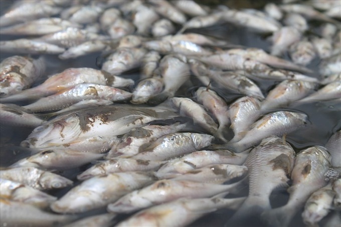 Quang Ngai mass fish deaths under investigation - 1 Quang Ngai mass fish deaths under investigation - 1