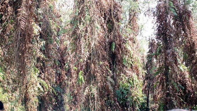 Forest fire in Ca Mau at alarming level - 1