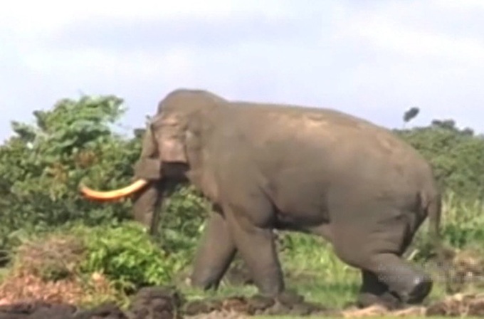 Uncompleted electric fence project sees hungry elephants reaching out - 1