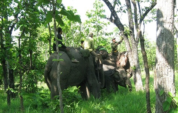 Wounded elephant saved in national park - 1 Wounded elephant saved in national park - 1