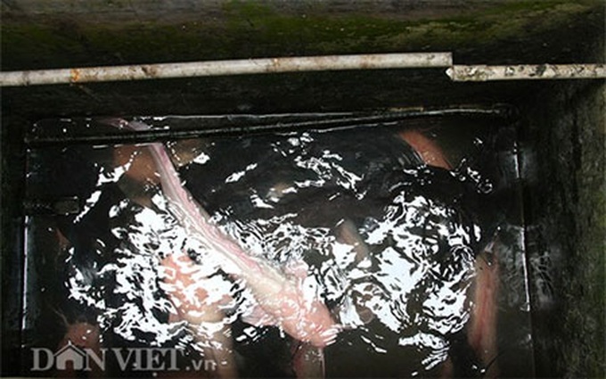Rooftop farming in Hanoi's centre - 3 Rooftop farming in Hanoi's centre - 3