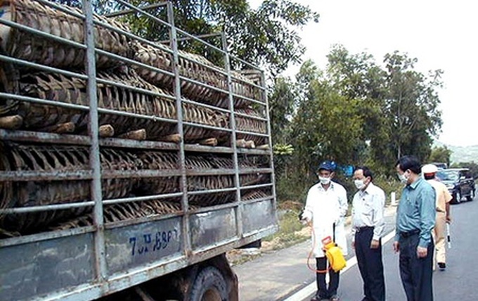 Binh Dinh hopes Gia Lai to remove the ban on animal transport - 1