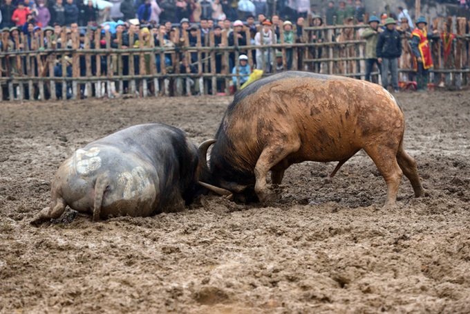 Fighting buffalo slaughtered after festival sold at exorbitant prices - 1