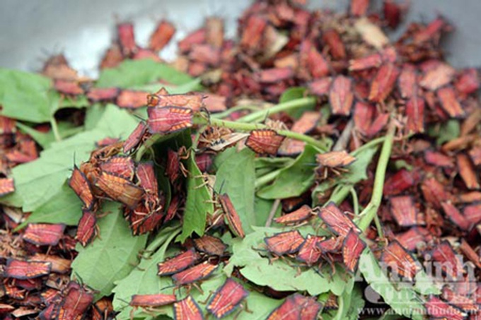 Six-legged delicacies from the Northwest - 3 Six-legged delicacies from the Northwest - 3
