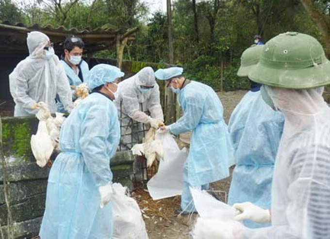 Bird flu outbreaks reported in more areas - 1