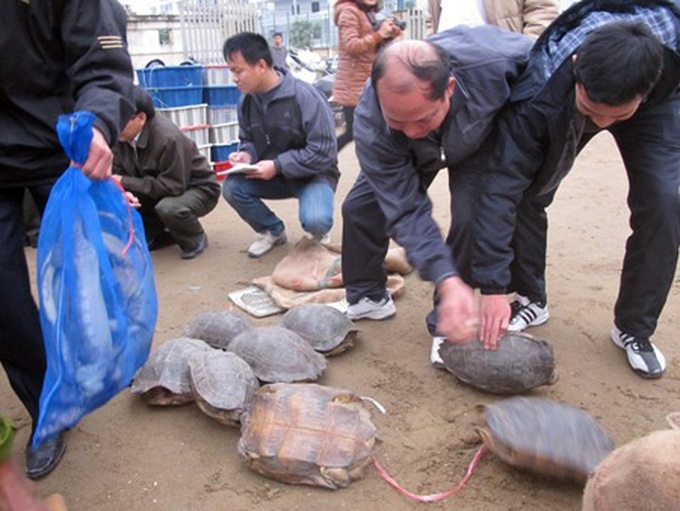 Ha Tinh police make large wild animal smuggling bust - 2 Ha Tinh police make large wild animal smuggling bust - 2