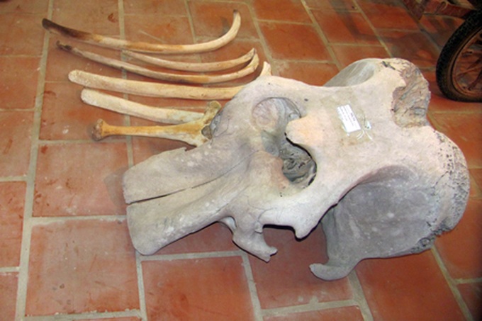 Elephant facing extinction at Ha Tinh National Park - 3 Elephant facing extinction at Ha Tinh National Park - 3