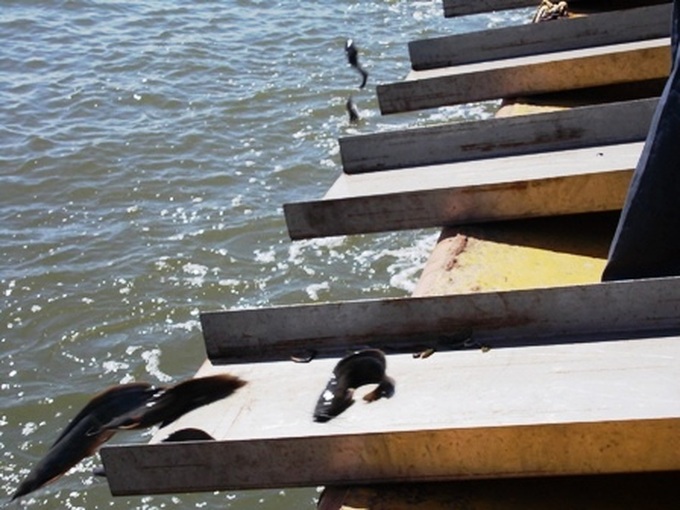 Fish-releasing ritual on Saigon River gains attention - 9 Fish-releasing ritual on Saigon River gains attention - 9