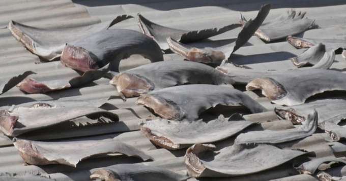 Vietnamese Embassy in Chile explains shark fins origin - 1