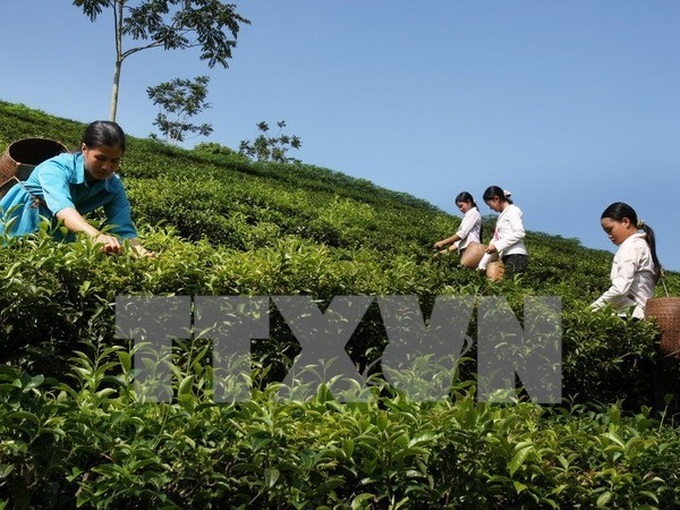 Vietnam tea exports ranked fifth worldwide - 1