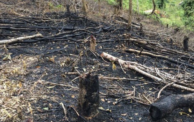 Forests destroyed in northern Dien Bien province - 1 Forests destroyed in northern Dien Bien province - 1