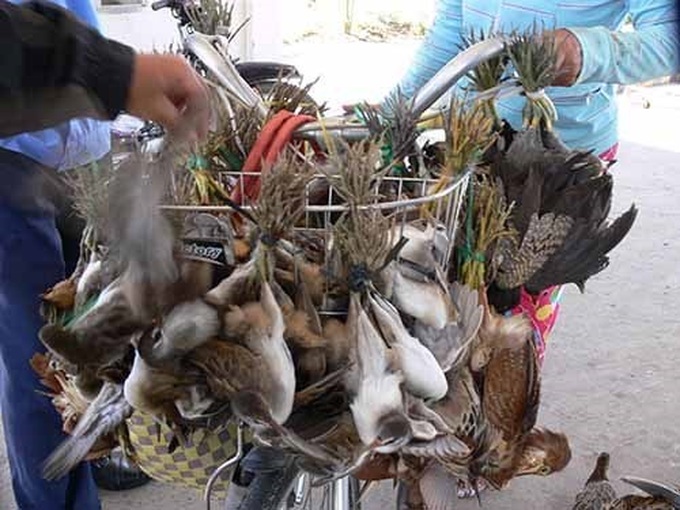 Bird trade escalating in Vietnam: study - 1 Bird trade escalating in Vietnam: study - 1