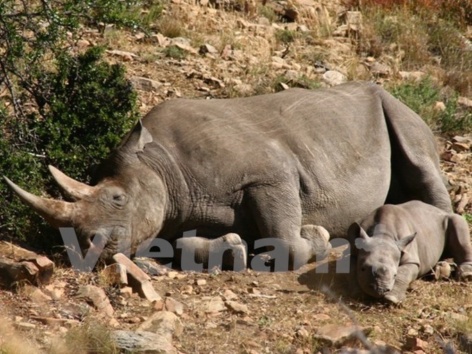 Art activities discourage wildlife consumption - 1