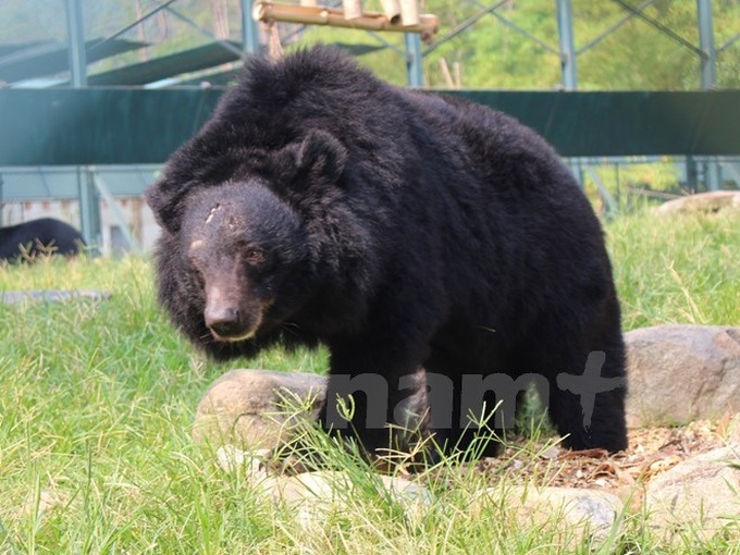 Bears face prolonged wait for return to the wild - 1 Bears face prolonged wait for return to the wild - 1