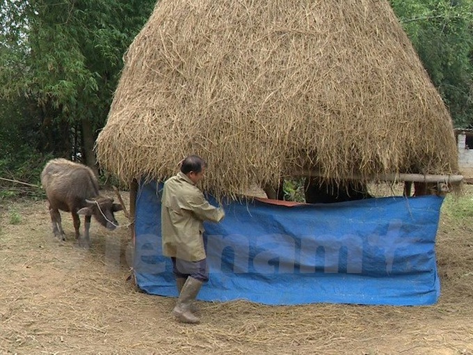 Cold spell threatens Sapa livestock - 7
