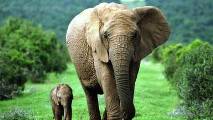 US, Vietnam strengthen cooperation in wildlife protection - 1