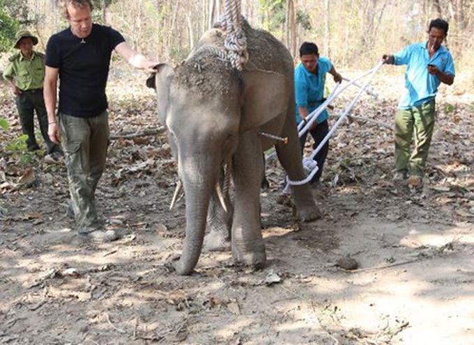 Dak Lak saves trapped wild elephant - 1
