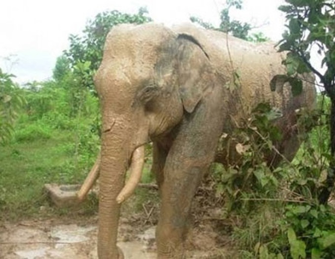 Wild elephants attack domesticated elephants for food - 1