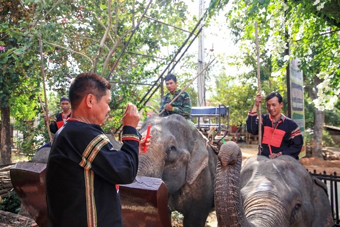 Herbalist fights to save last of the elephants - 2