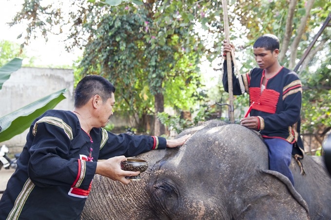 Herbalist fights to save last of the elephants - 1