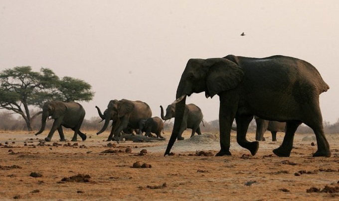 26 more elephants poisoned in Zimbabwe: Official - 1