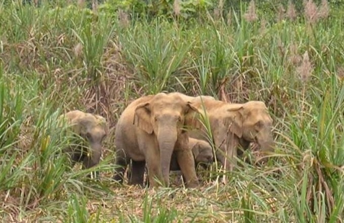 Lack of care leads to elephant rampages - 1