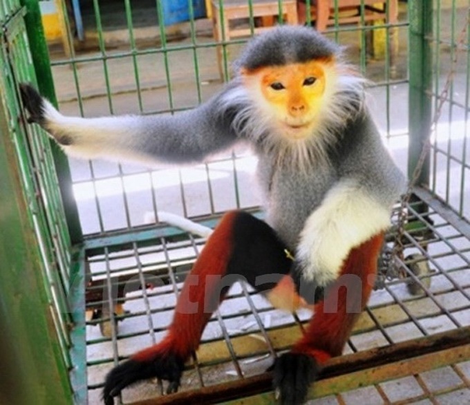 Rare primate handed over to Cúc Phương park - 1 Rare primate handed over to Cúc Phương park - 1