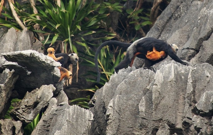 Cát Bà, a sanctuary for endangered species - 1