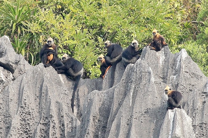 Cát Bà, a sanctuary for endangered species - 2