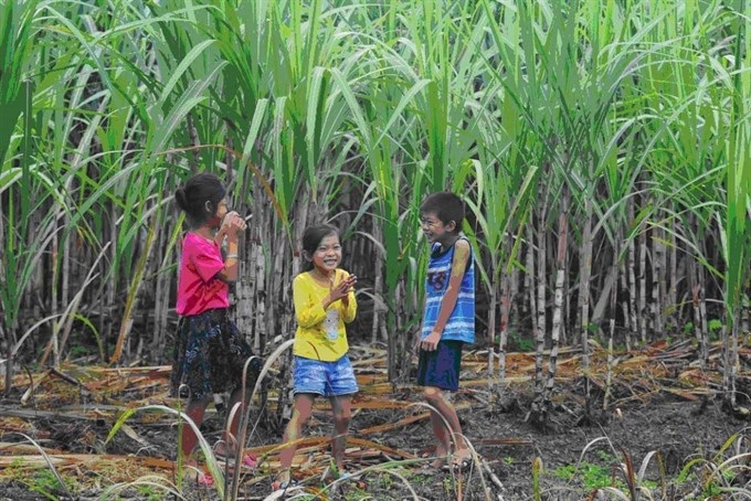 Photo exhibition demonstrates green future of biomass energy - 1 Photo exhibition demonstrates green future of biomass energy - 1