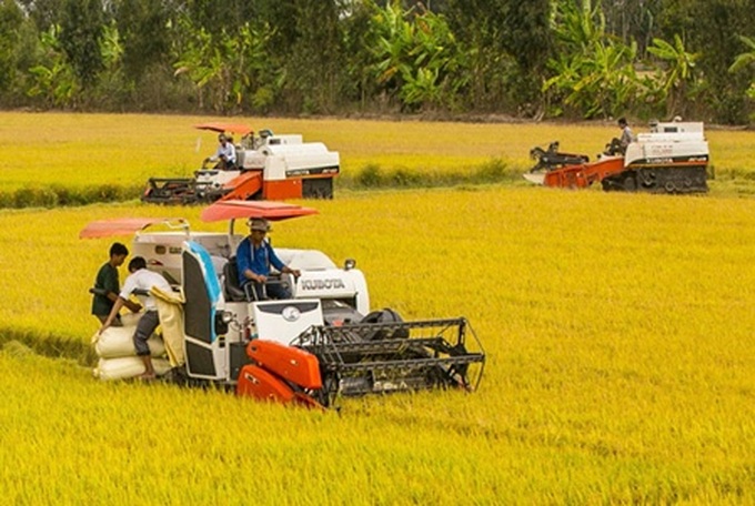 Delta rice yields high despite bad weather - 1