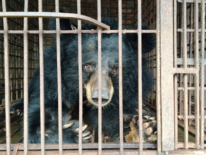 Seven captive bears rescued in Quang Ninh - 1