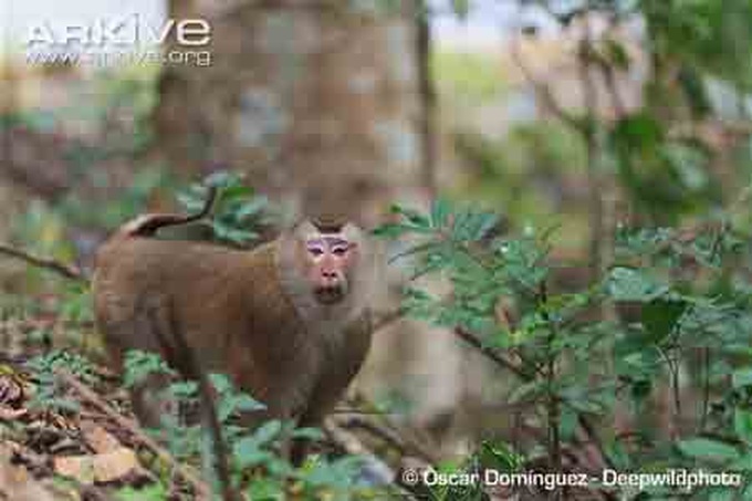 Pig-tailed macaque handed over to Quang Binh park - 1