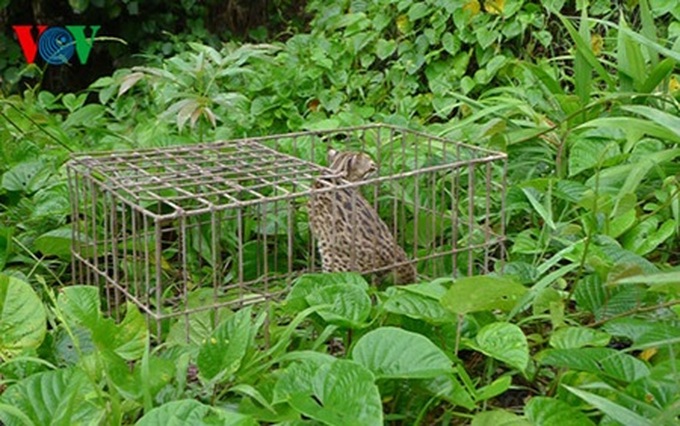 Wild animals released to nature in Nghe An - 1