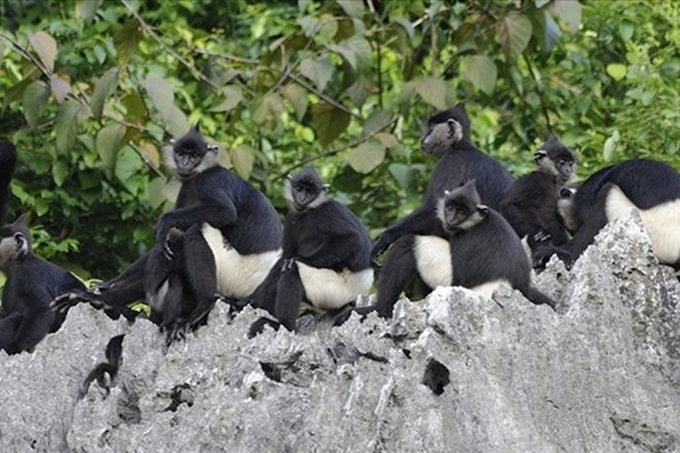 Ha Nam to build white-rumped langur conservation site - 1 Ha Nam to build white-rumped langur conservation site - 1