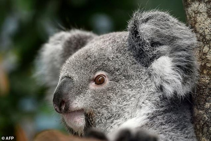 Koala found with ears cut off in Australia - 1 Koala found with ears cut off in Australia - 1