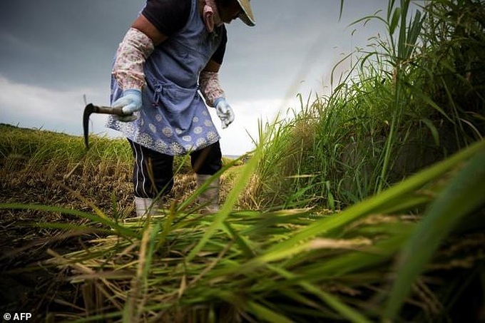 Grain pain: Japan's ageing rice farmers face uncertain future - 1 Grain pain: Japan's ageing rice farmers face uncertain future - 1
