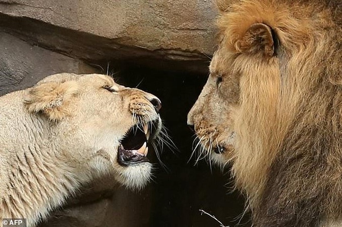 Train kills three endangered lions in India - 1