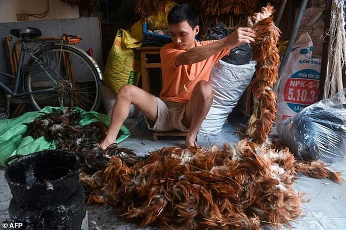 Done and dusted? Vietnam's chicken feather cleaners face stiff competition - 1