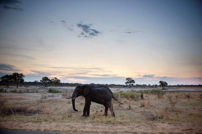 Over 300 elephants poisoned in Zimbabwe park - 1