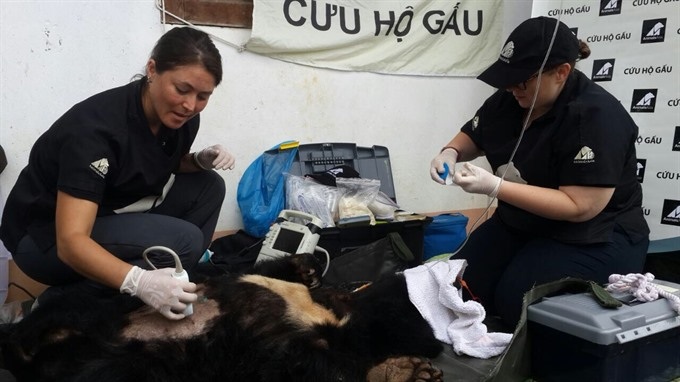 Bear rescued after decade bred as pet - 1 Bear rescued after decade bred as pet - 1