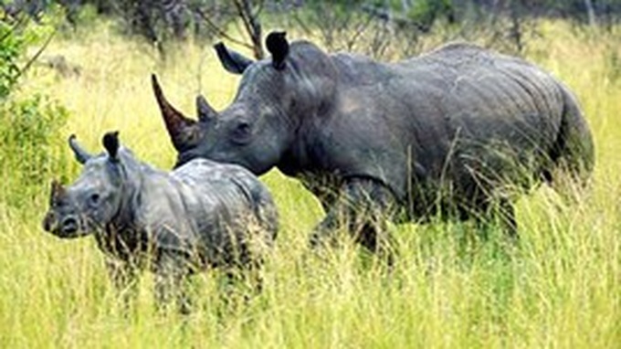 South Africa, Vietnam cooperate in bio-diversity preservation - 1 South Africa, Vietnam cooperate in bio-diversity preservation - 1